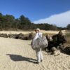 Anleitung und Schnitt XXL-Tasche